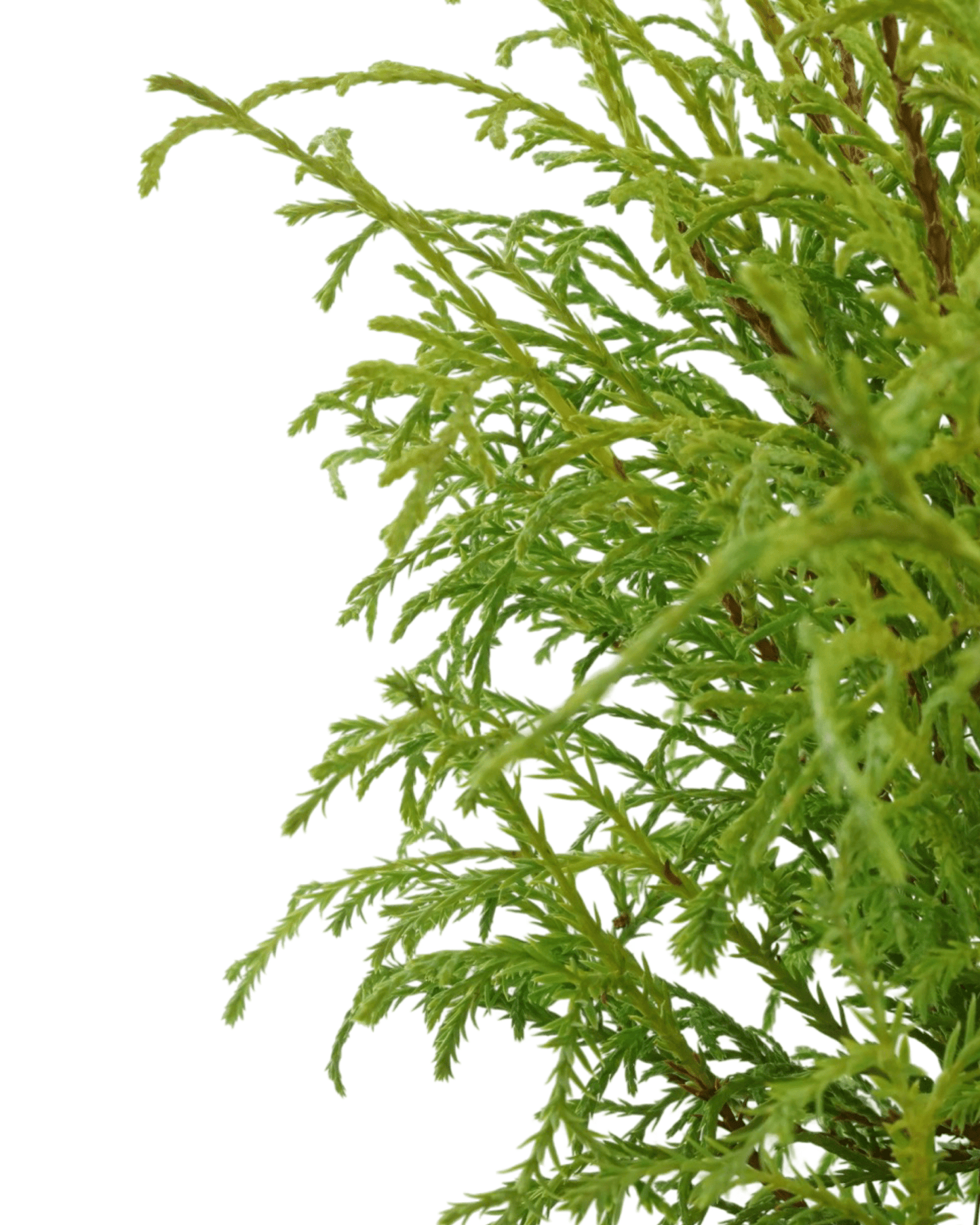 Thuja occidentalis 'Mr Bowling Ball' - The Garden Corner