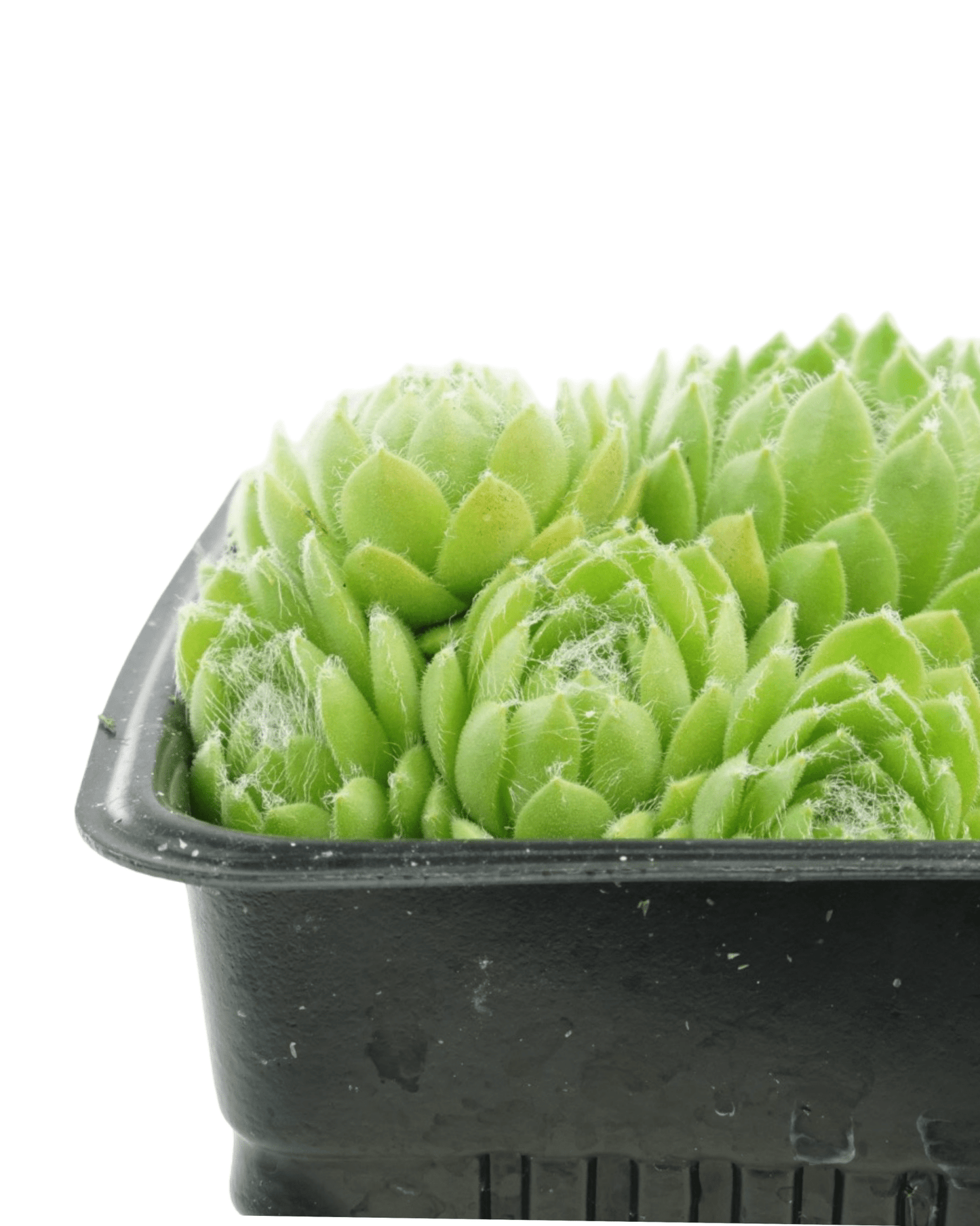 Sempervivum 'Pekinese' - The Garden Corner