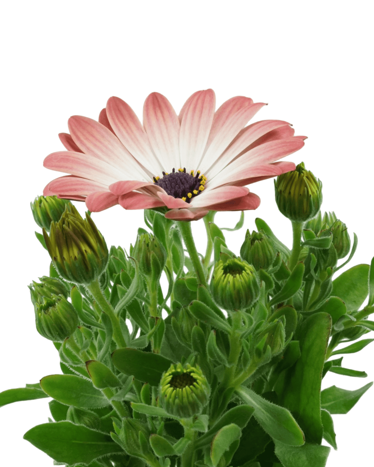 Osteospermum 'Serenity Pink Magic' - Annuals