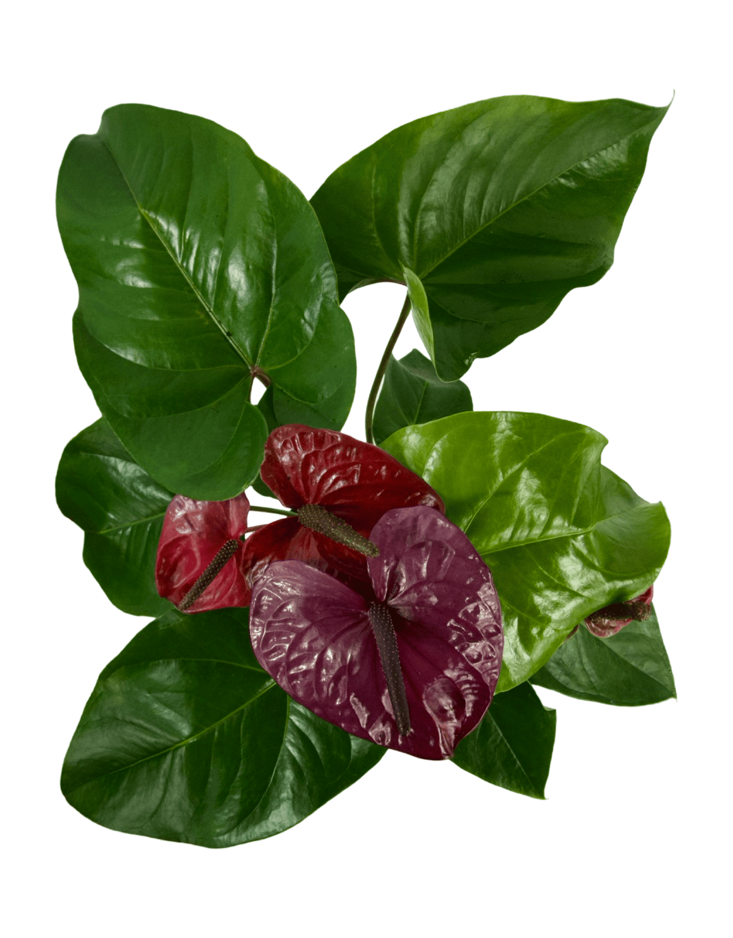 Anthurium andraeanum - The Garden Corner