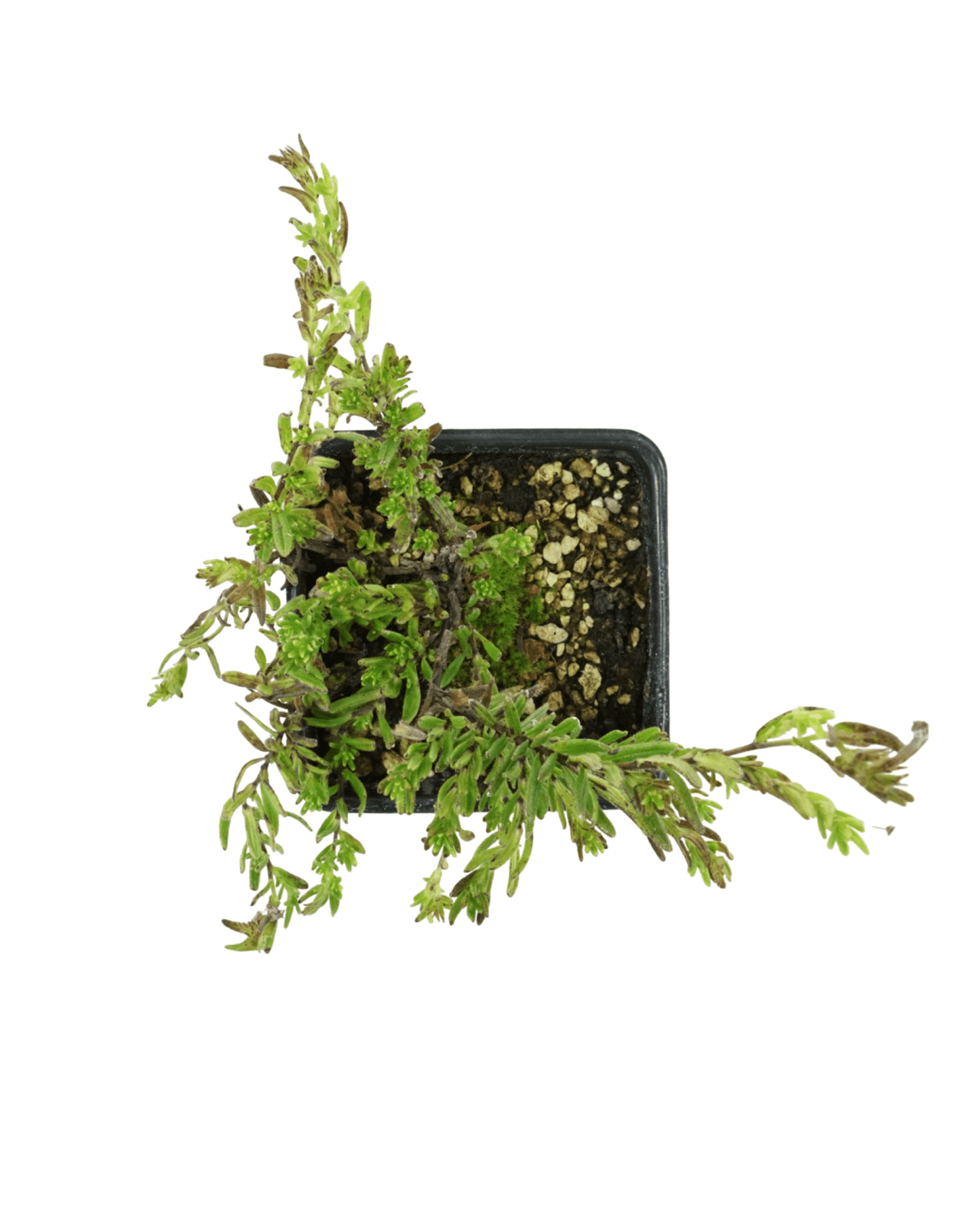 Lithodora diffusa 'Grace Ward' - The Garden Corner