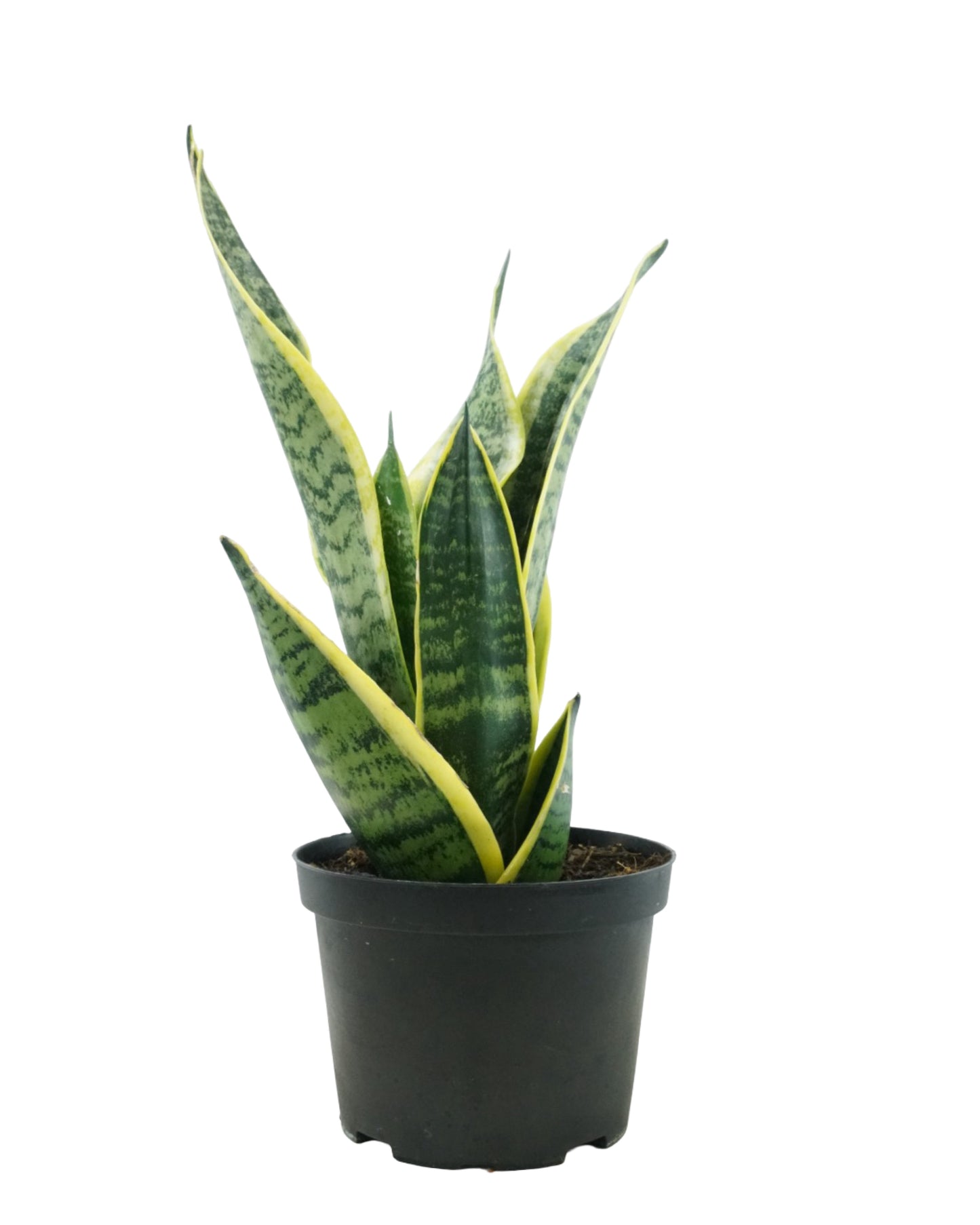 Sansevieria trifasciata 'Laurentii'