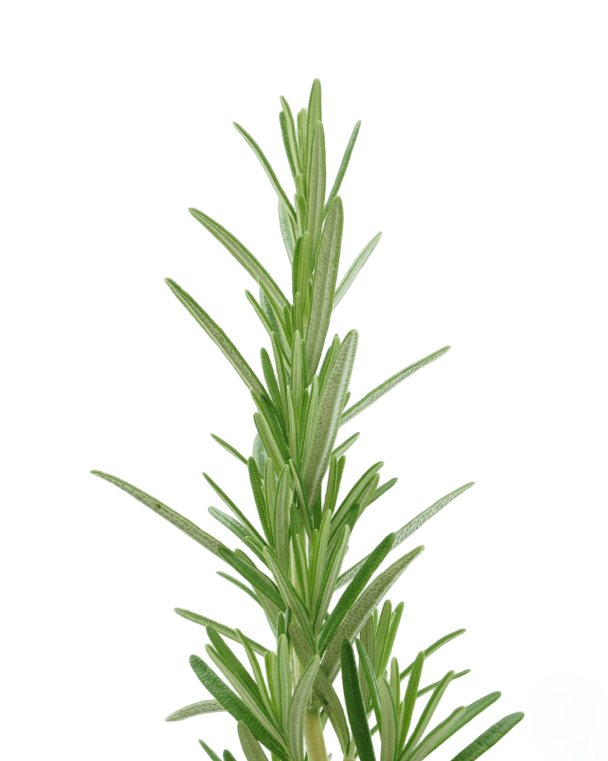 Rosmarinus officinalis 'Gorizia' - Herbs and Vegetables