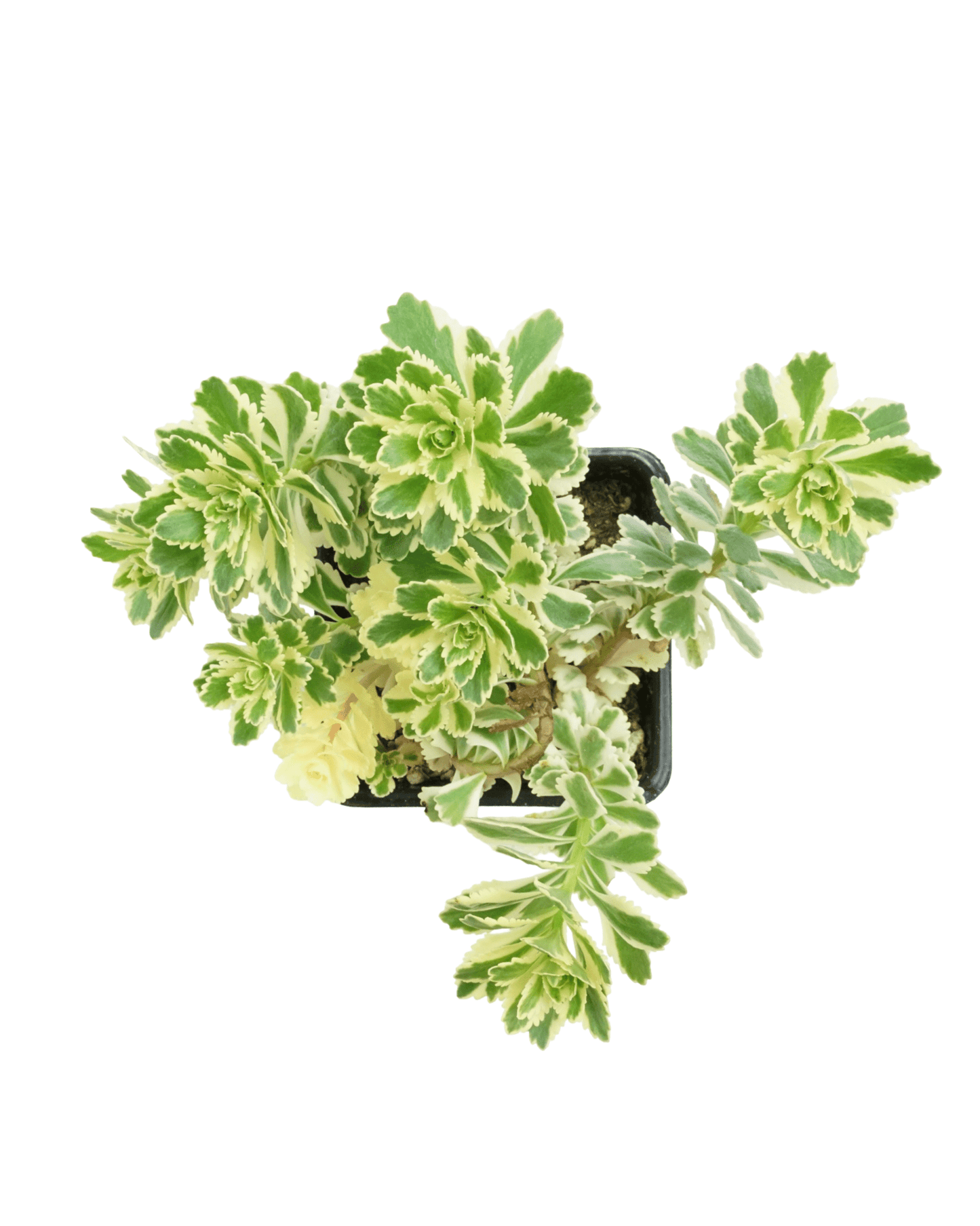 Sedum takesimense 'Atlantis' - The Garden Corner
