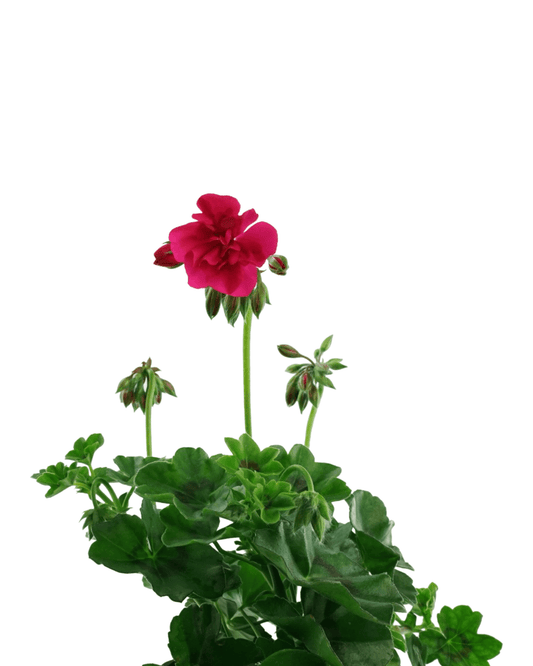 Geranium Ivy Focus™ 'Rose' - The Garden Corner