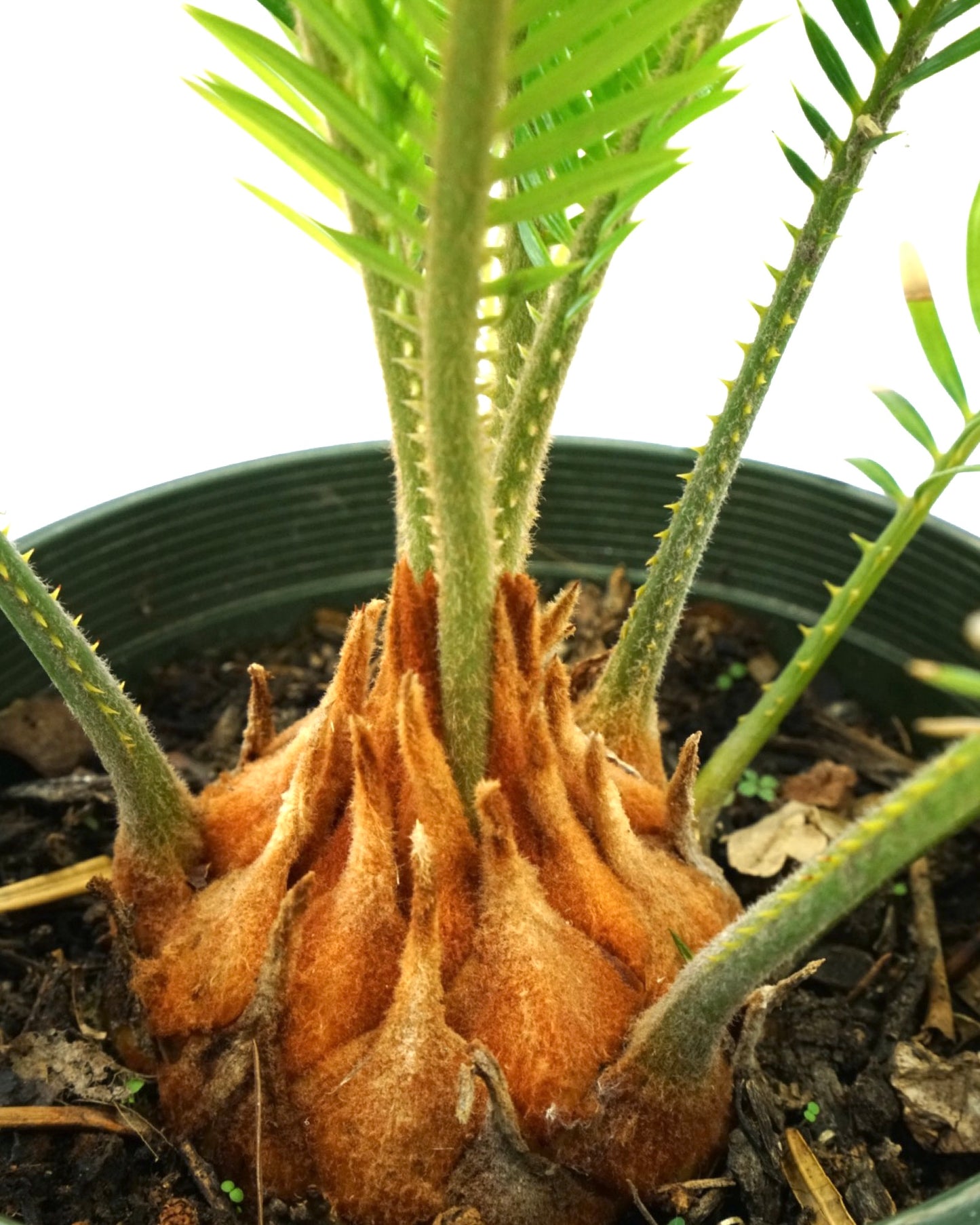 Cycas revoluta 1 Gallon