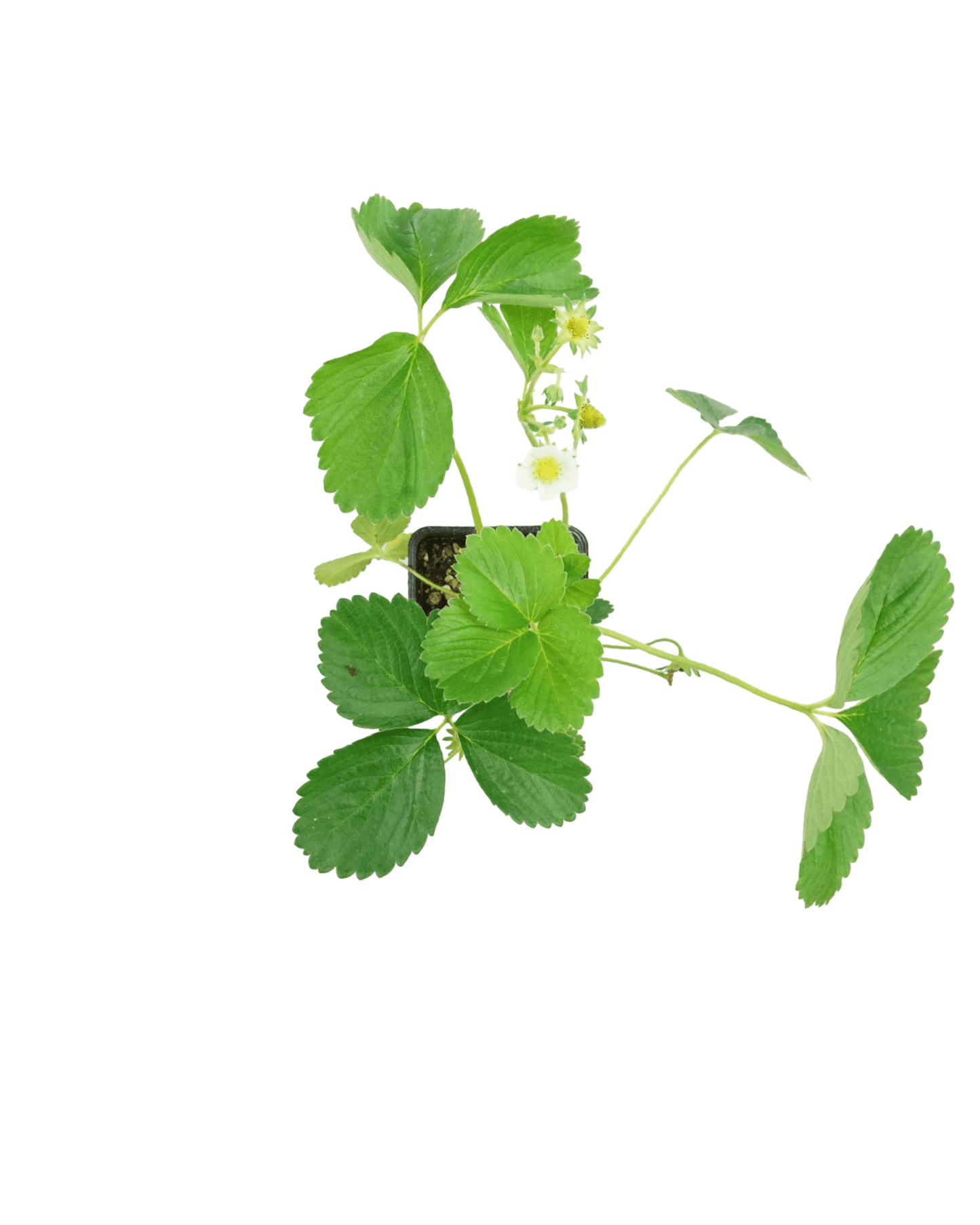 Strawberry 'Sequoia' - The Garden Corner