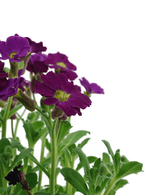 Aubrieta 'Axcent Burgundy Imp.' - The Garden Corner