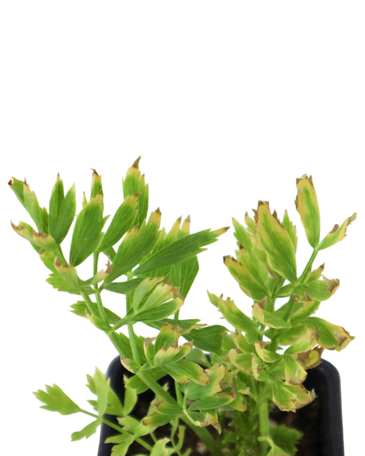 Lovage - Perennials