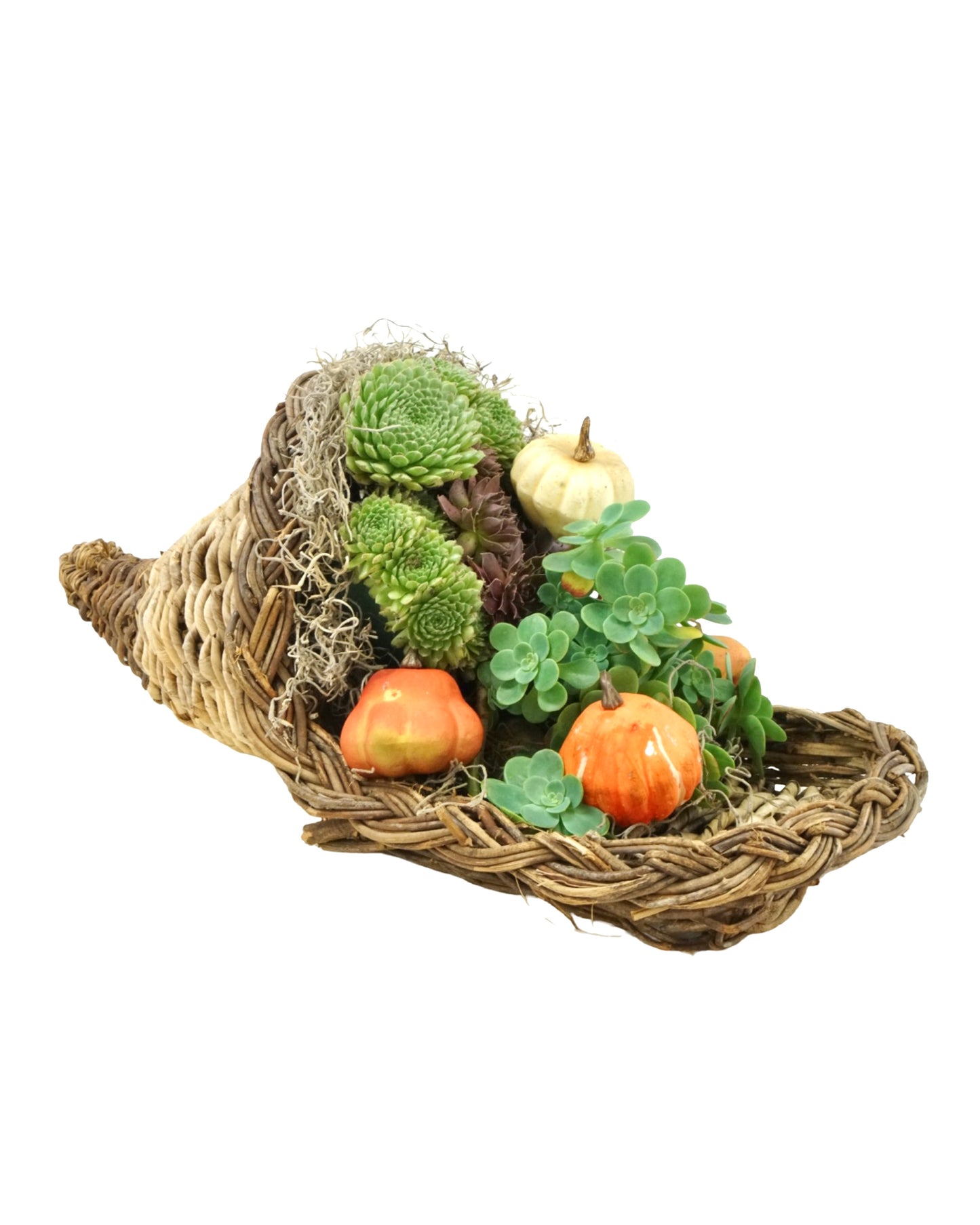 Succulent of Plenty Workshop - 10/25/25