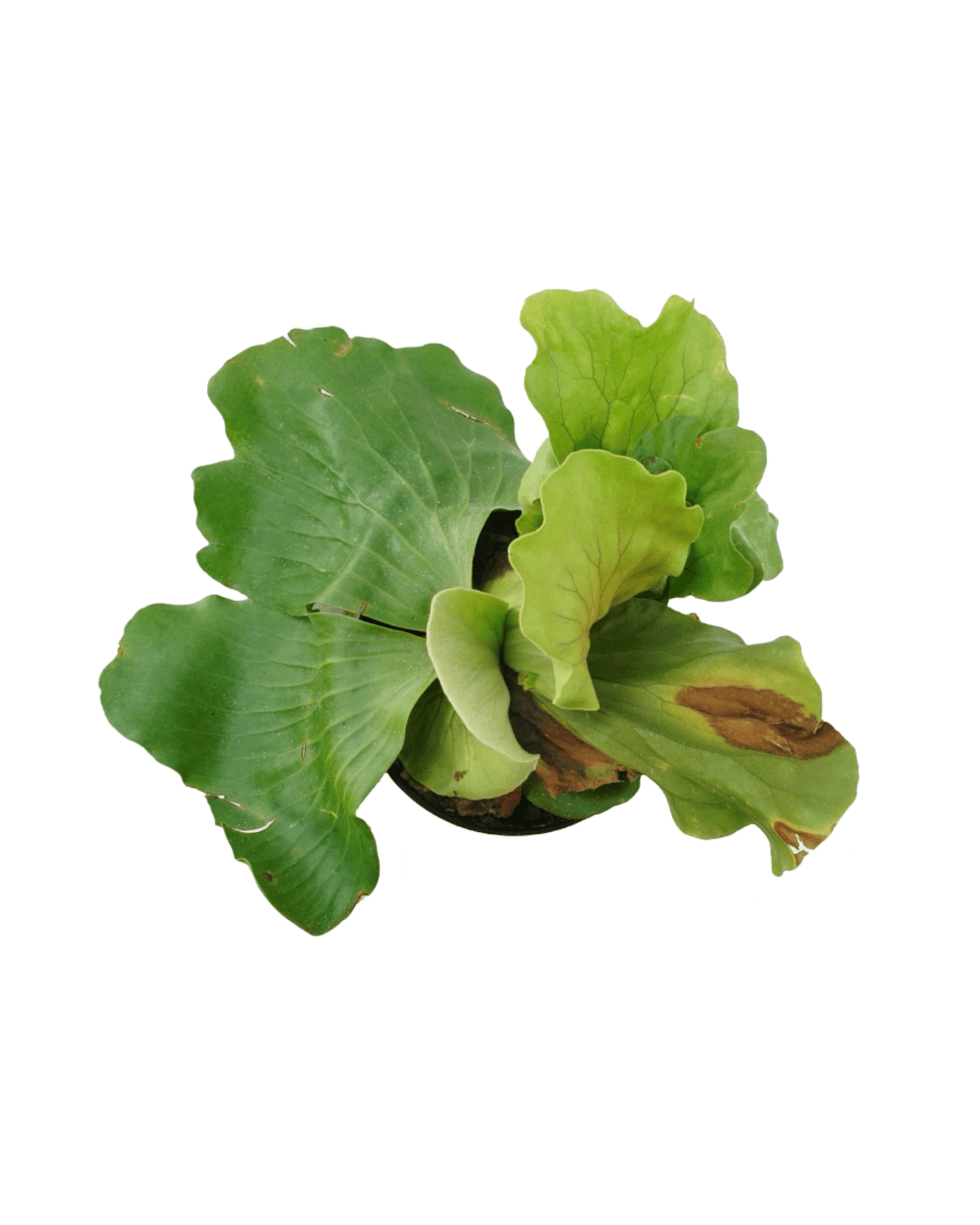 Platycerium elaphantotis - The Garden Corner