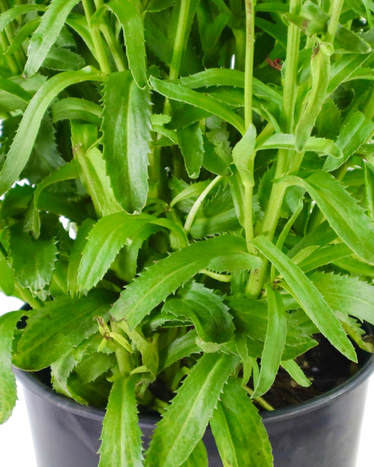 Leucanthemum 'Real Charmer' - Perennials