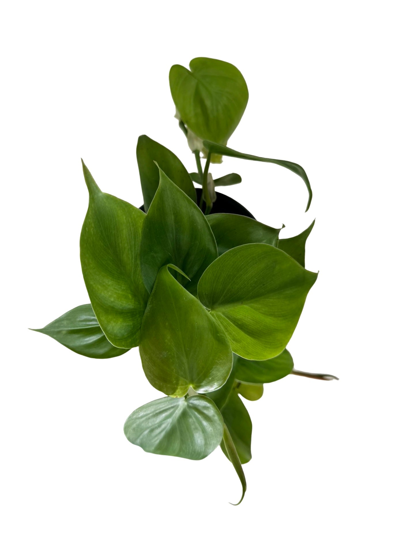 Philodendron cordatum - House Plants