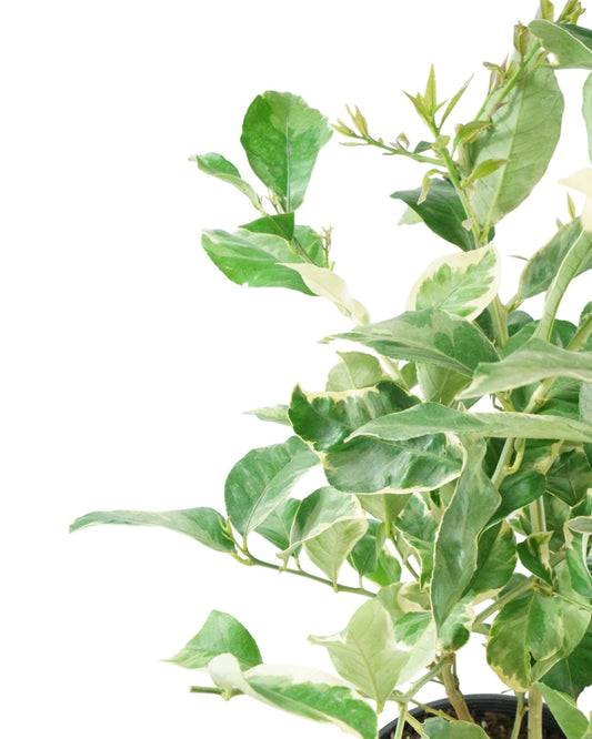 Citrus Variegated Pink Lemon - The Garden Corner