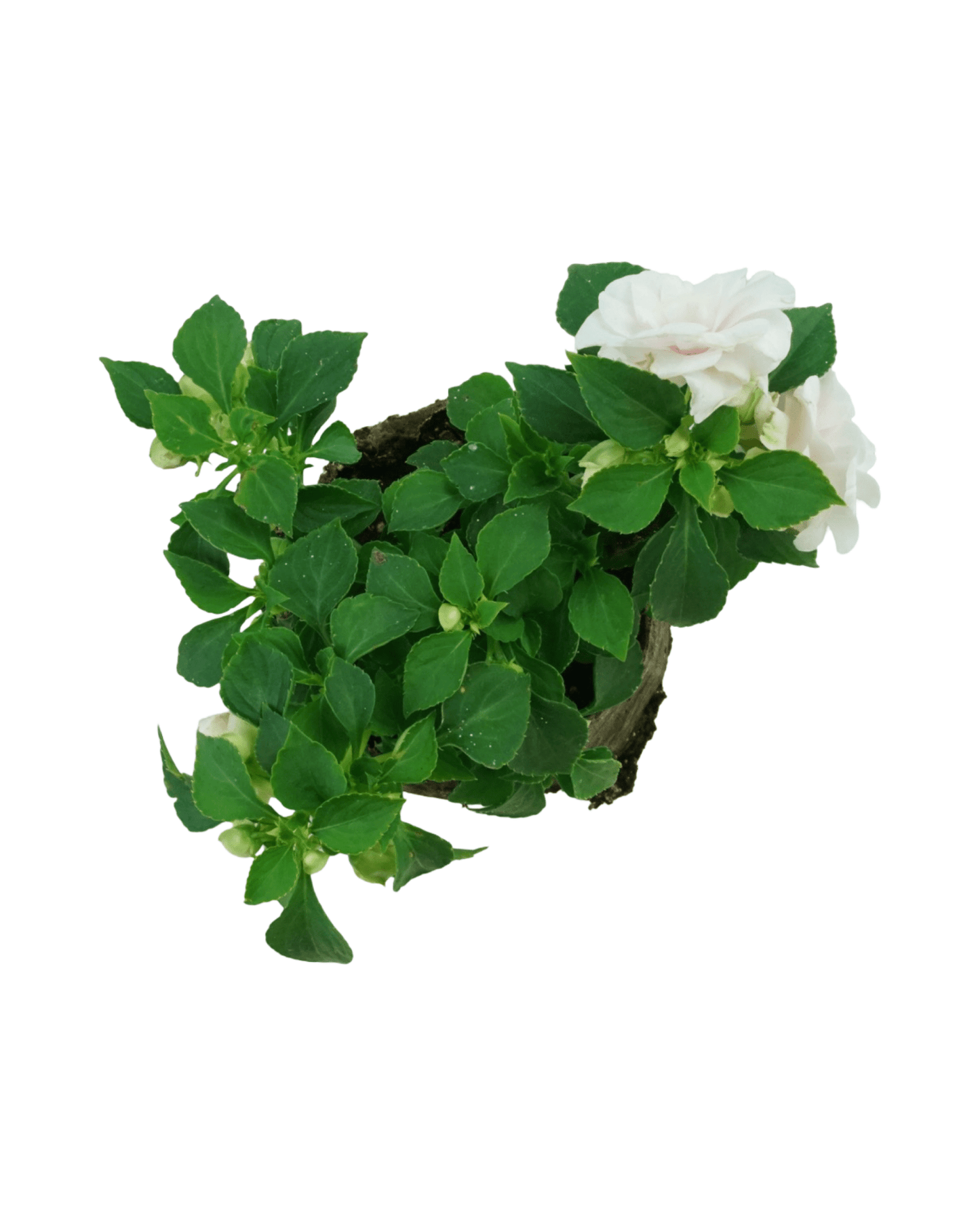 Impatiens 'Glimmer Appleblossom' - The Garden Corner