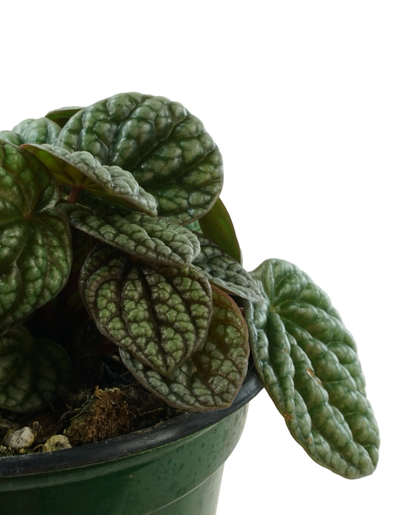Peperomia caperata 'Luna Grey'
