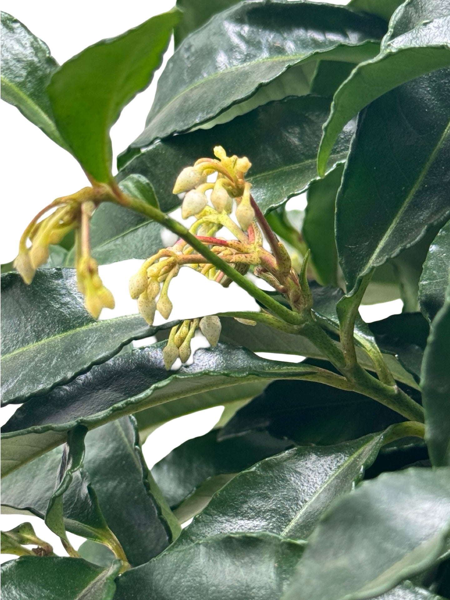 Ardisia crenata - House Plants