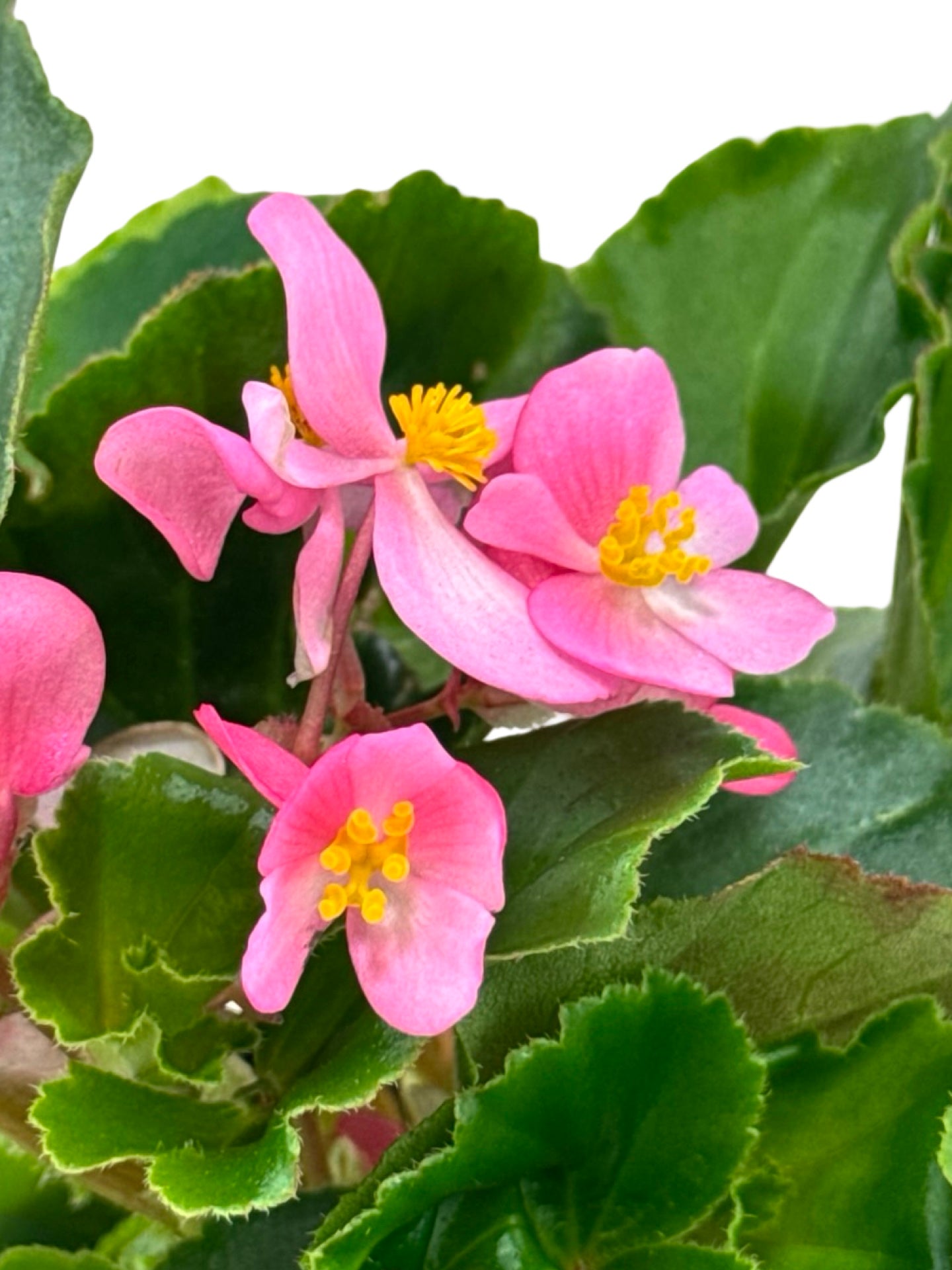 Begonia BabyWing® 'Pink' - Annuals