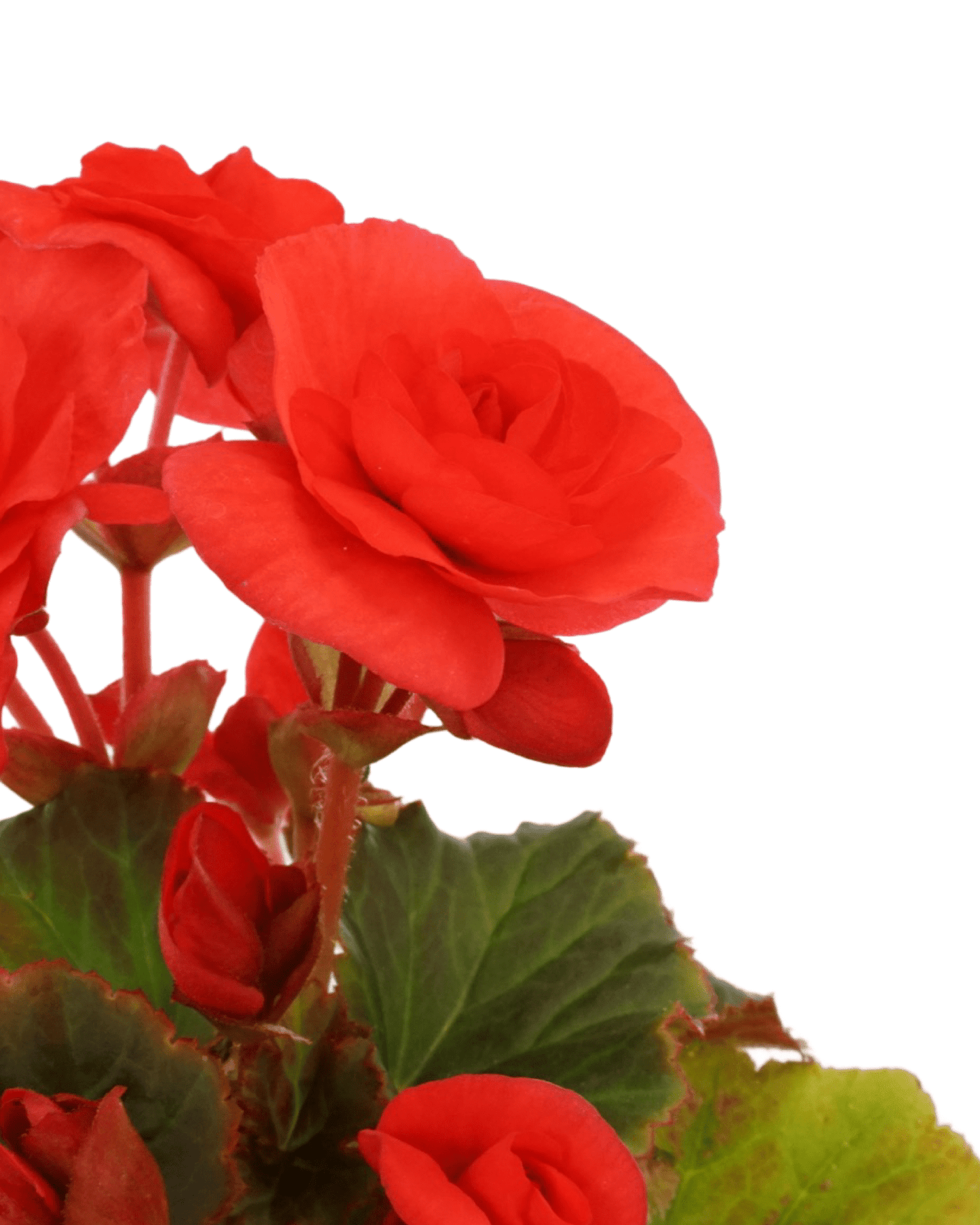 Solar Begonia Red Orange Improved - The Garden Corner