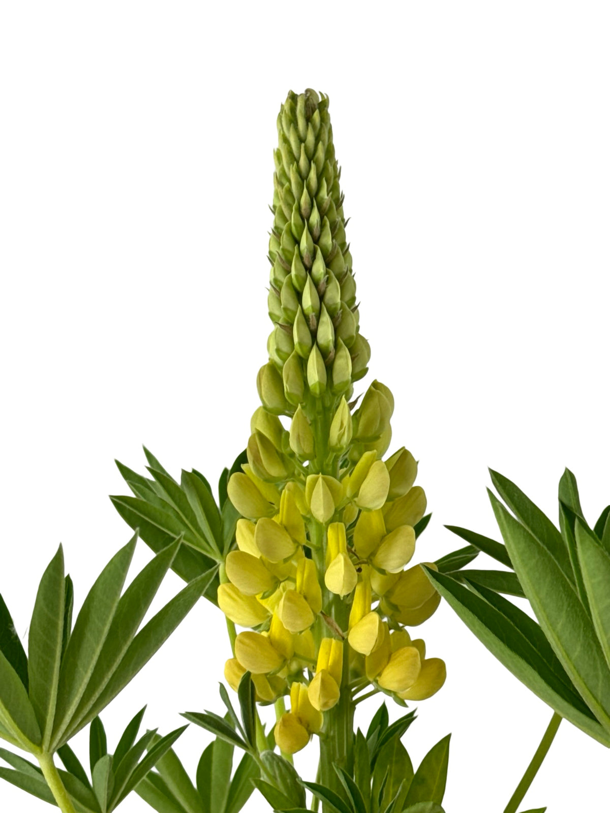 Lupinus 'Gallery Yellow' - Perennials