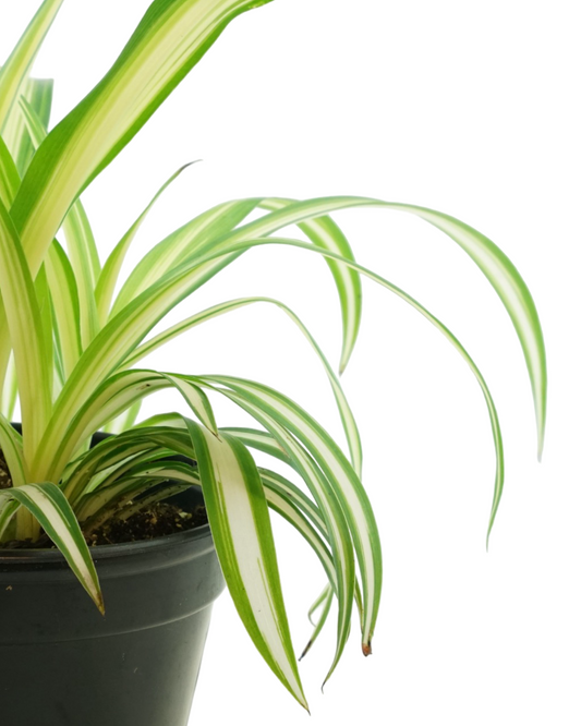 Chlorophytum comosum - House Plants