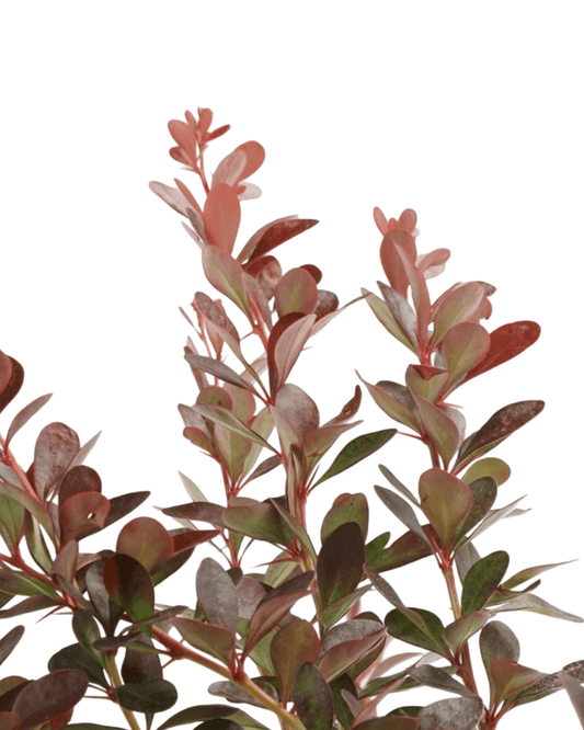 Berberis thunbergii 'Cherry Bomb'® - The Garden Corner