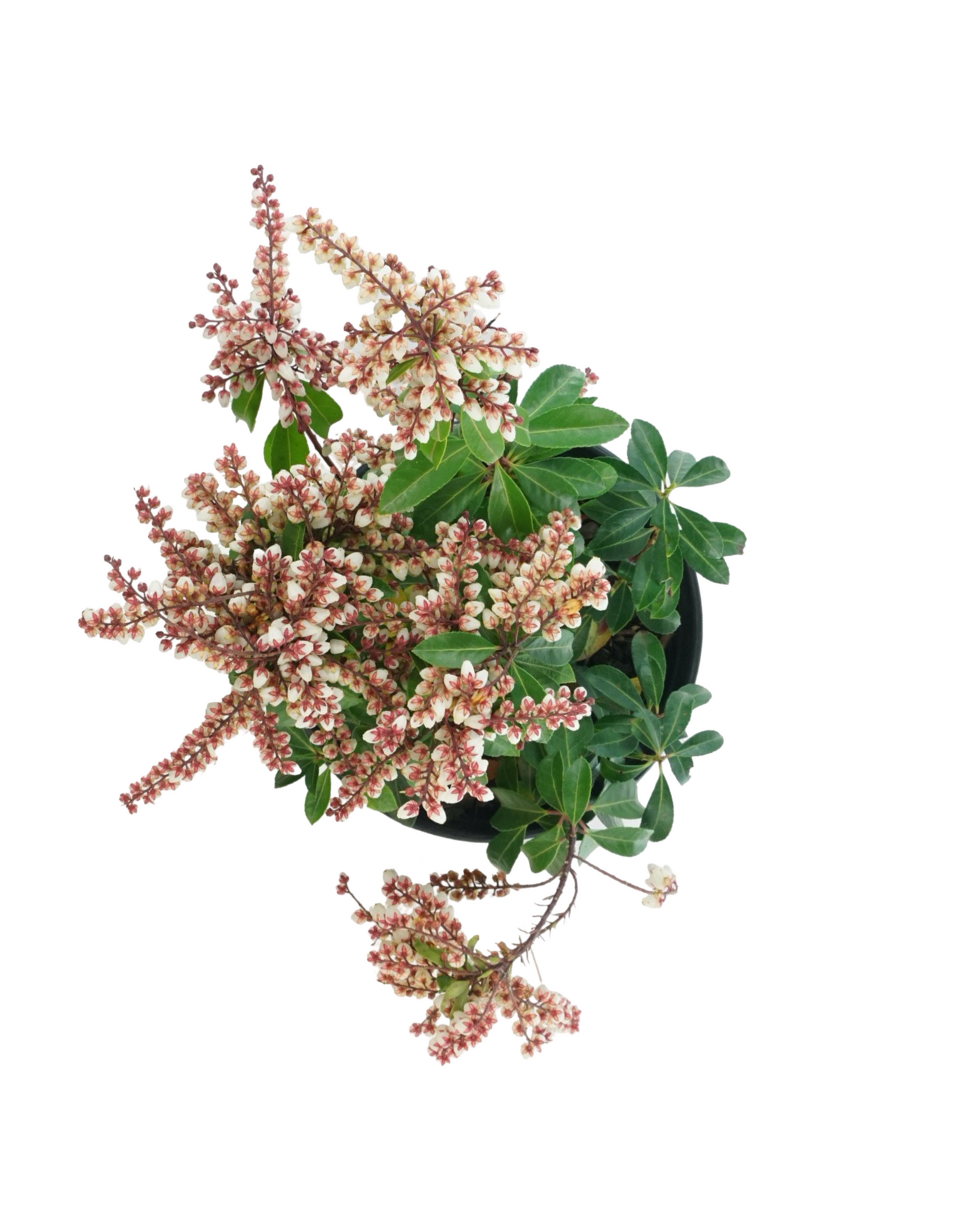 Pieris japonica Enchanted Forest® 'Sunsprite'