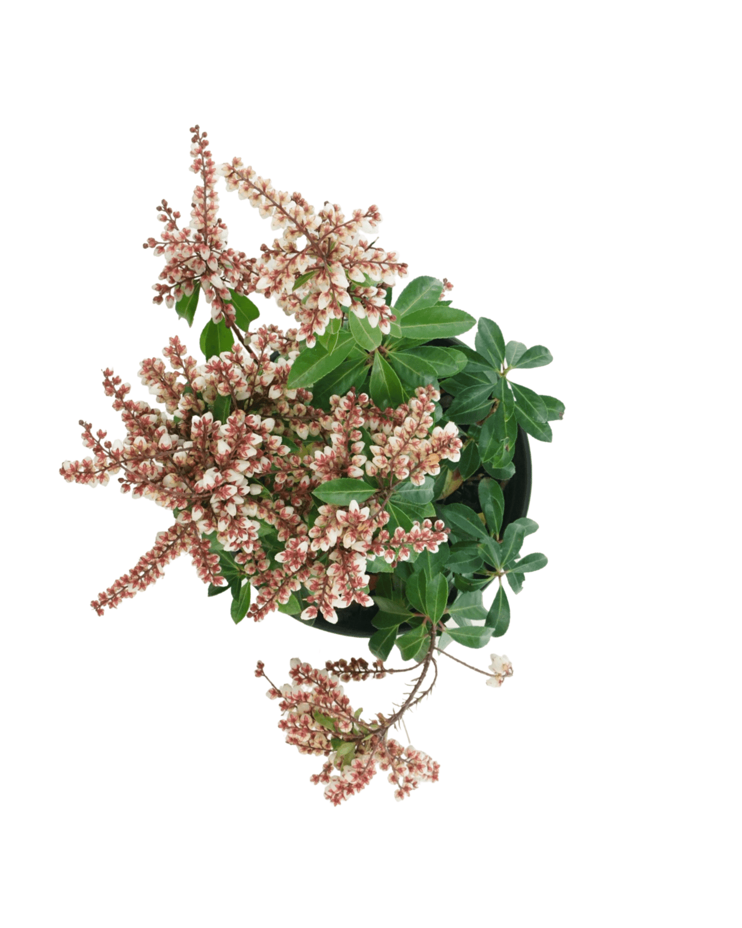 Pieris japonica Enchanted Forest® 'Sunsprite' - The Garden Corner