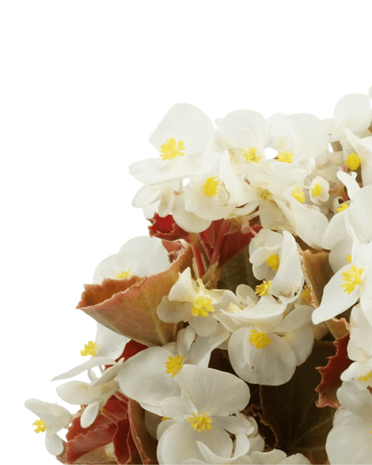 Begonia 'Cocktail Bronze Whiskey' - The Garden Corner