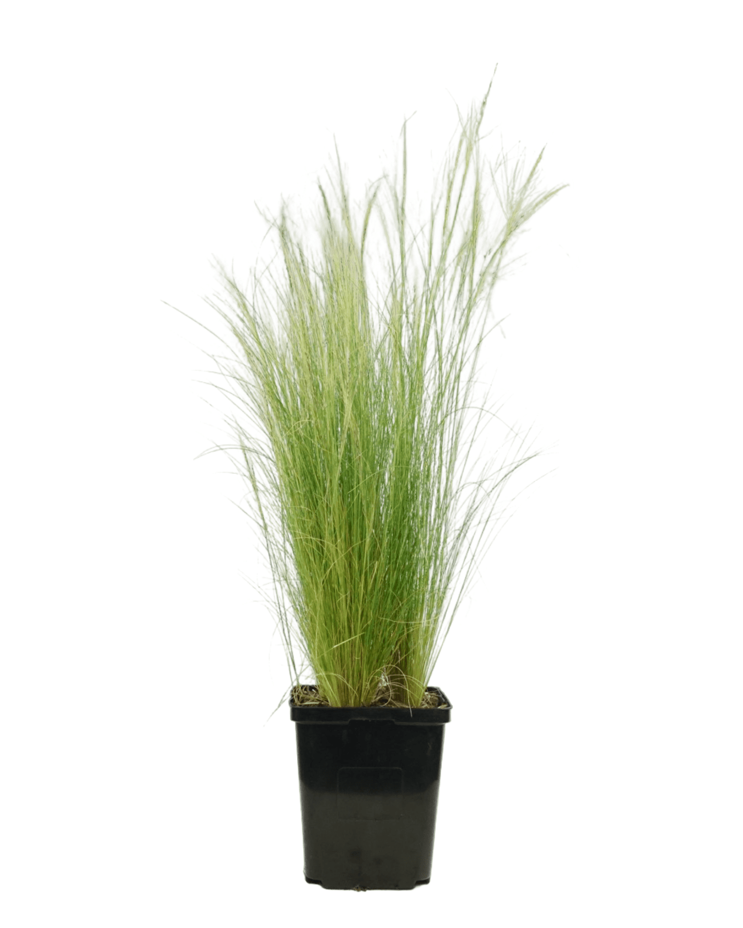 Nassella tenuissima - The Garden Corner