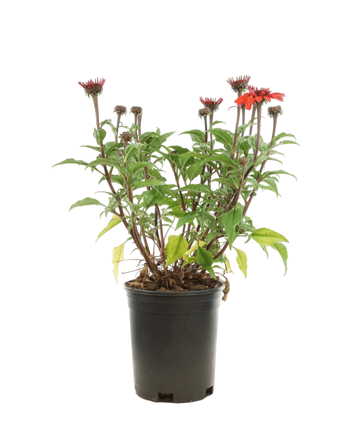 Echinacea 'Panama Red' - Perennials