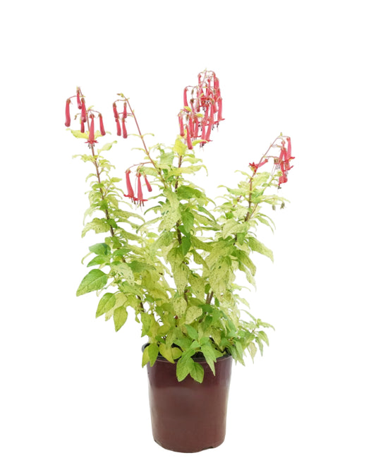 Phygelius 'Lemon Spritzer'