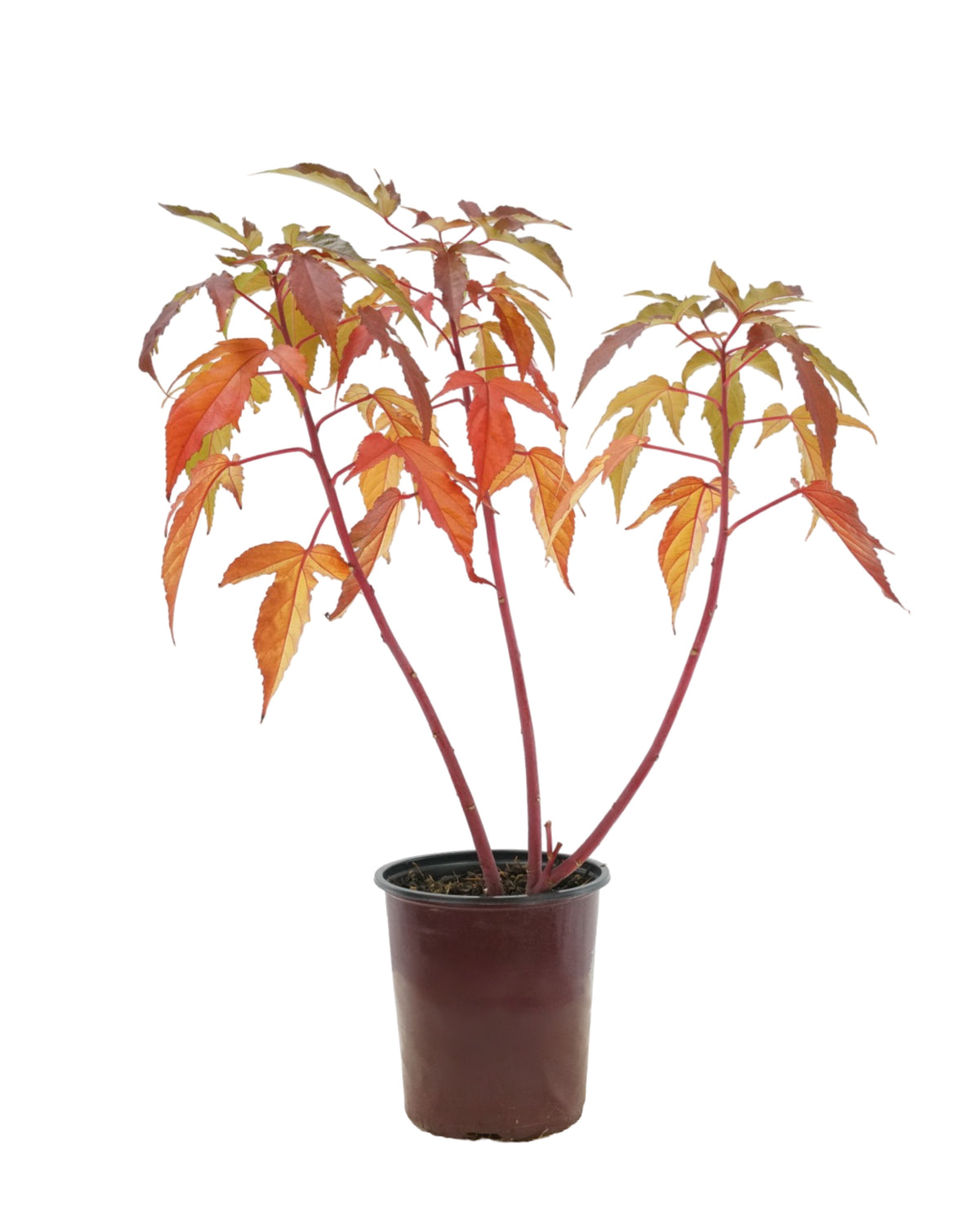 Hibiscus Carousel® 'Pink Passion' - Perennials