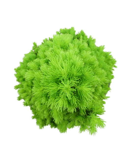 Picea glauca 'Pixie Dust' - The Garden Corner