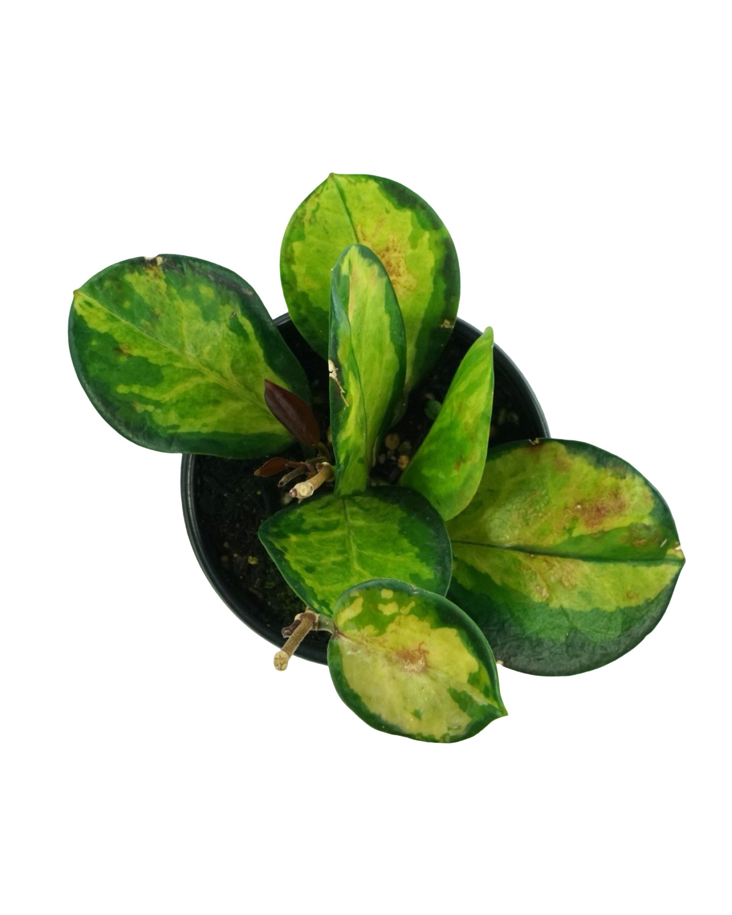 Hoya australis 'Tricolor'