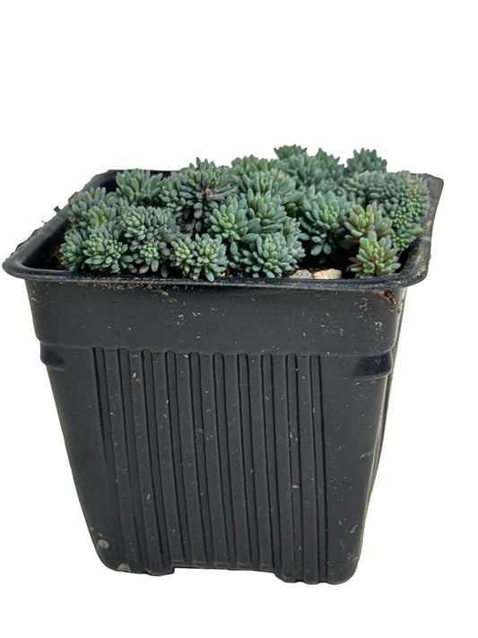 Sedum hispanicum minus - Groundcovers