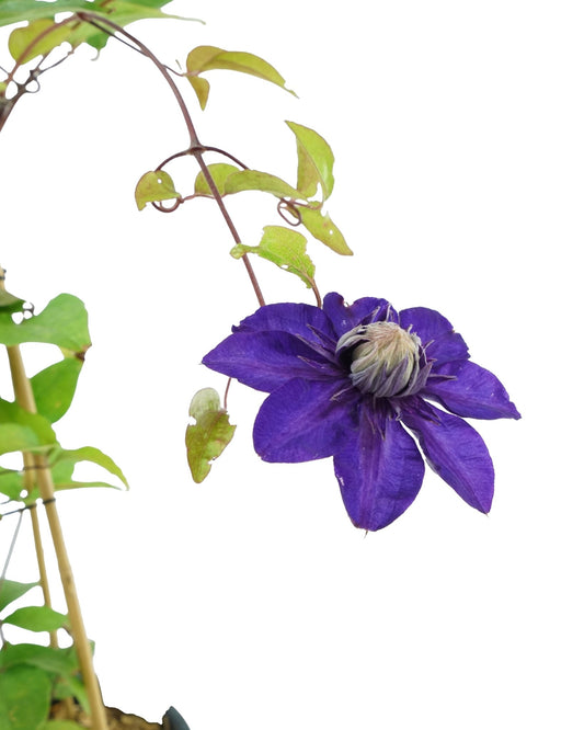 Clematis 'Multi - Blue' - The Garden Corner