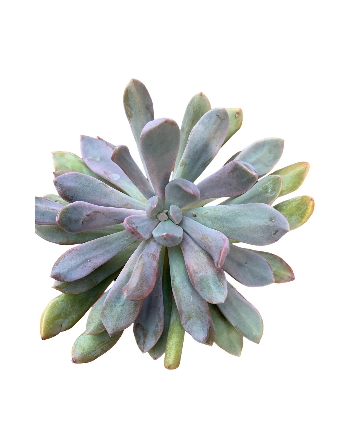 Echeveria runyonii 'Rose' - The Garden Corner