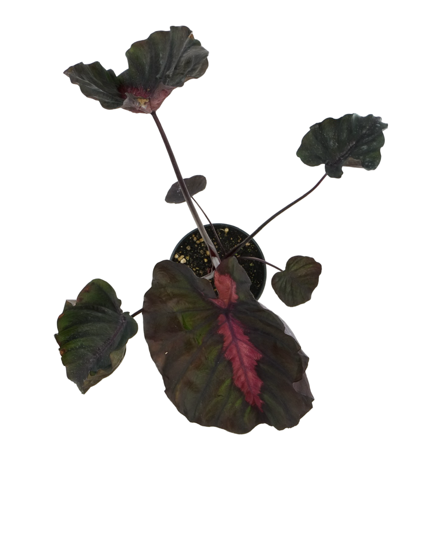 Colocasia 'Redemption'