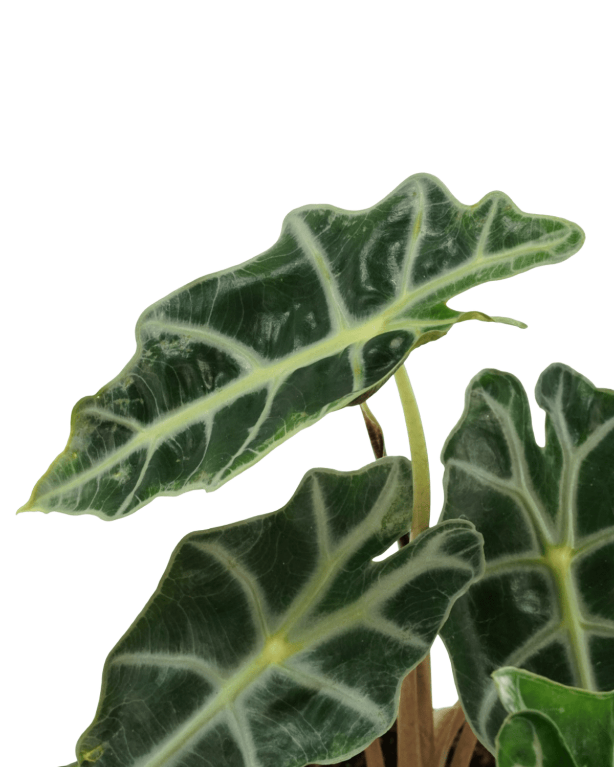 Alocasia amazonica - House Plants