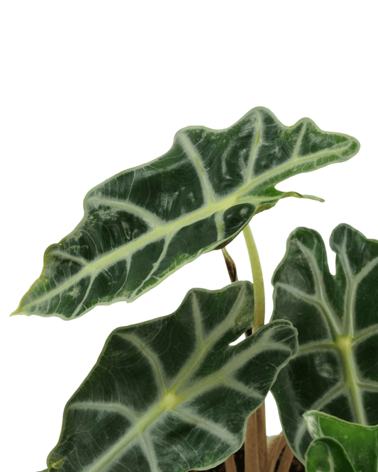 Alocasia amazonica - The Garden Corner