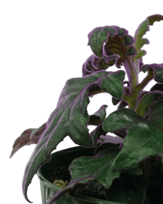 Gynura aurantiaca - The Garden Corner