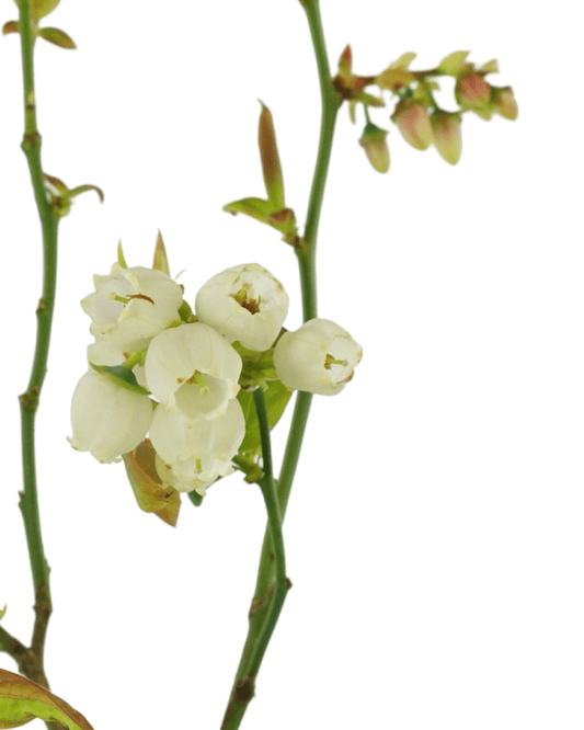 Blueberry 'Earliblue' - The Garden Corner