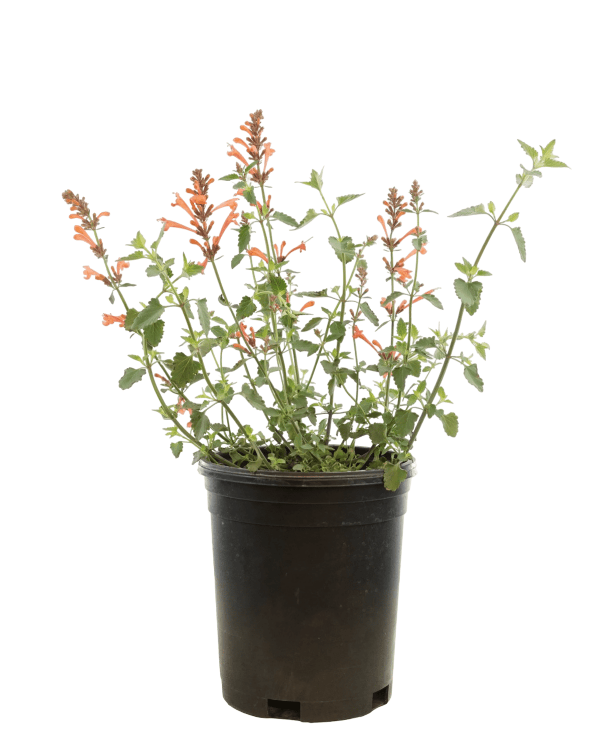 Agastache kudos 'Mandarin' - Perennials
