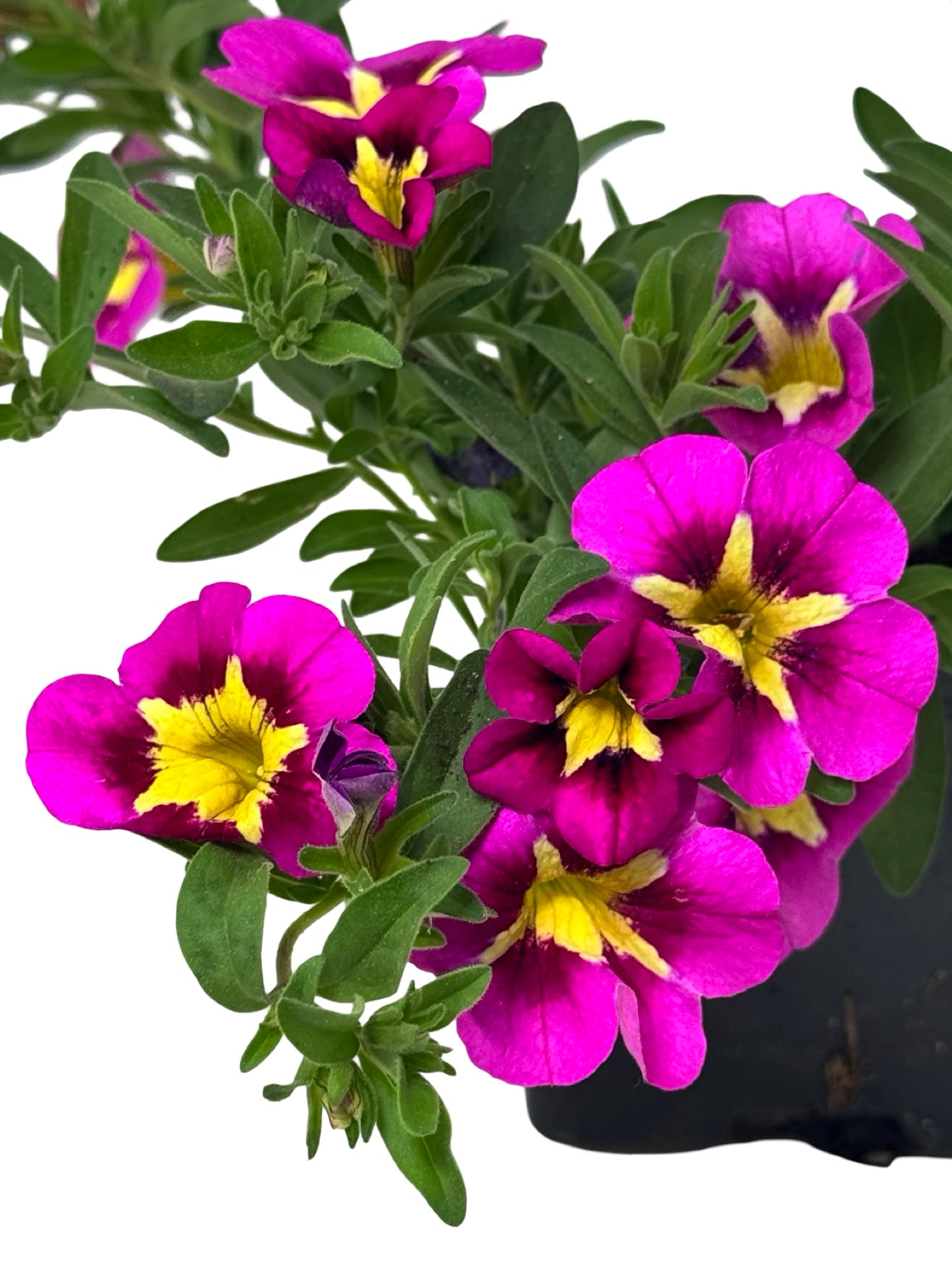 Calibrachoa Can Can 'Bumble Bee Hot Pink' - Annuals