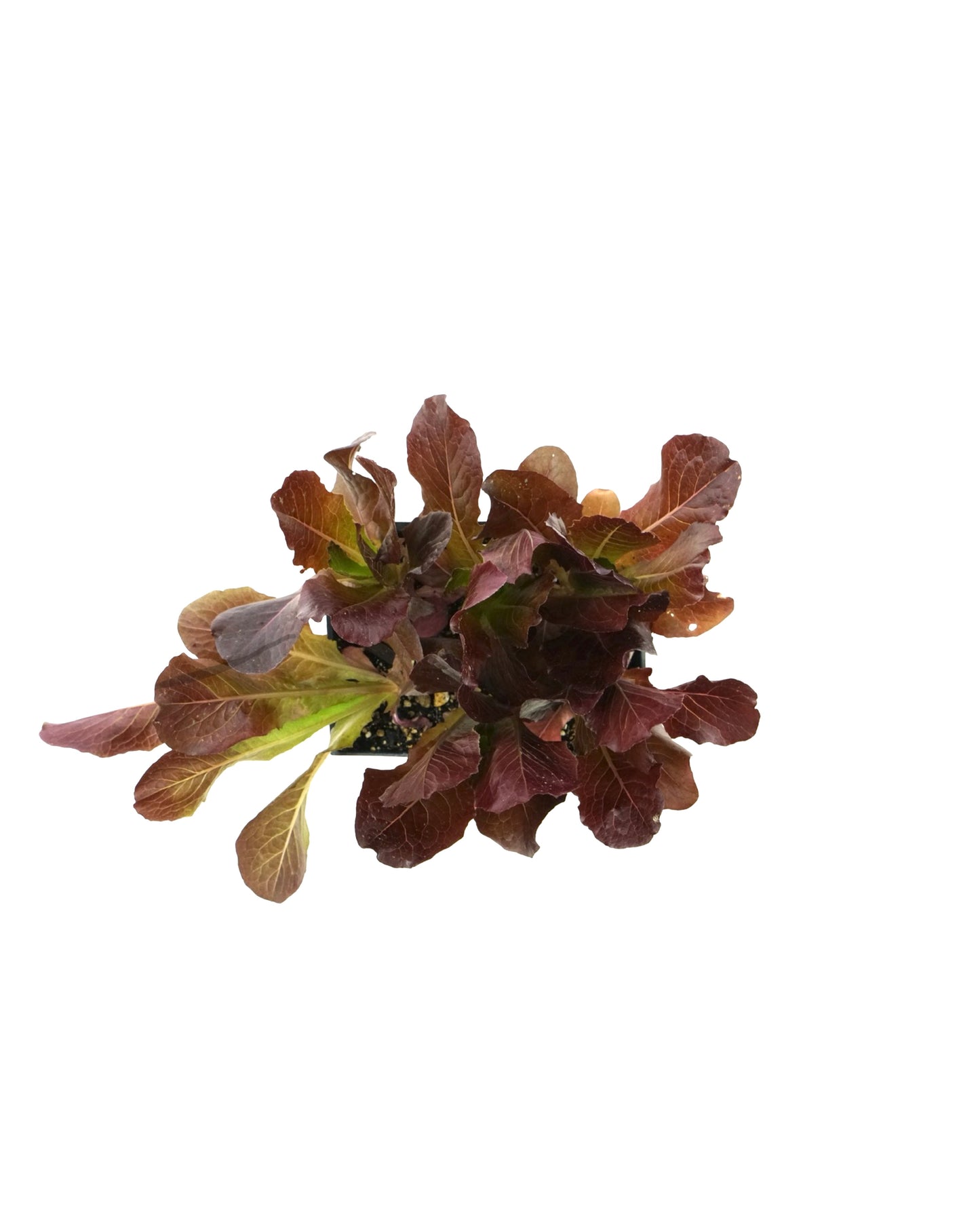 Lettuce Organic 'Red Romaine'