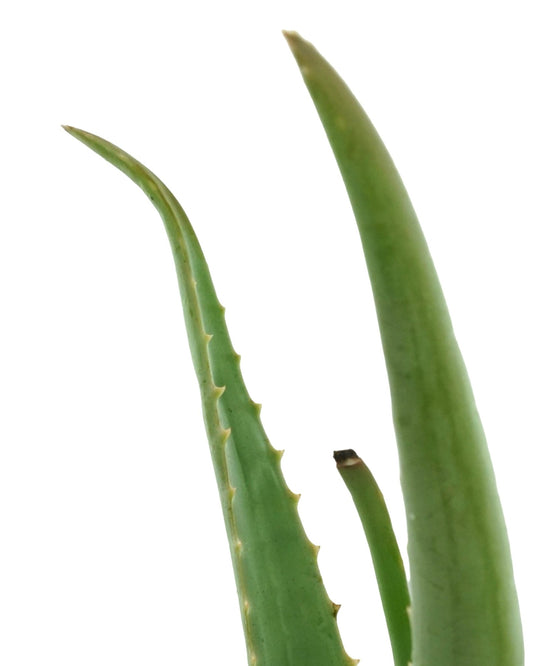 Aloe vera - The Garden Corner