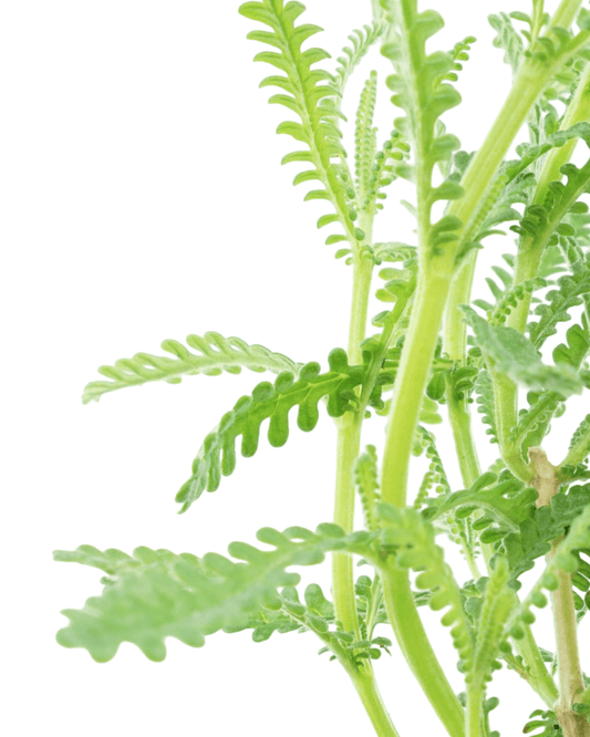 Lavandula 'Fernleaf' - The Garden Corner