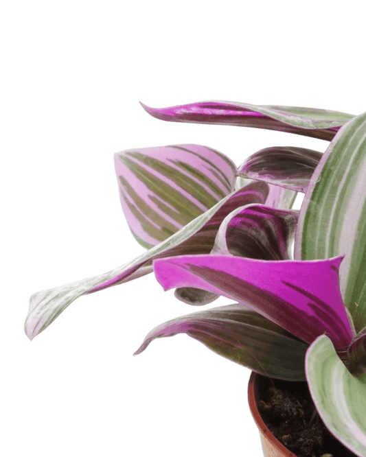 Tradescantia fluminensis 'Nanouk' - The Garden Corner