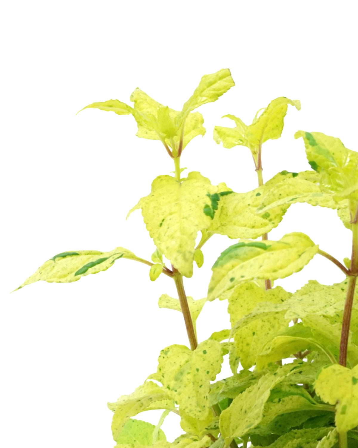 Phygelius 'Lemon Spritzer' - Perennials